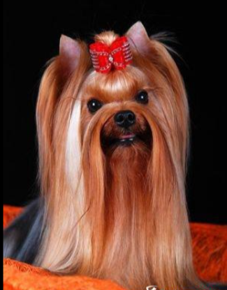  PONALITE ARCHI — Labaza DogPedigree YorkshireTerrier